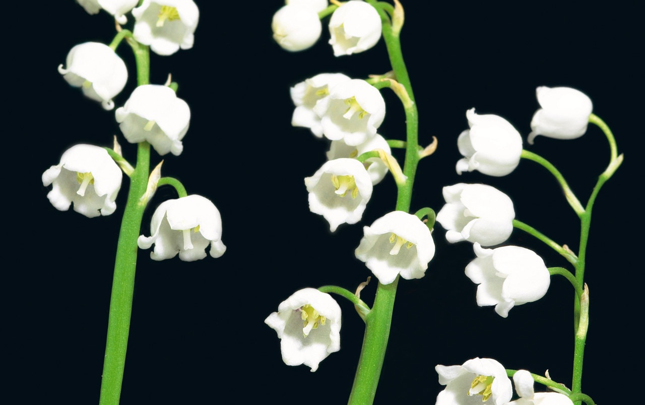 Lily Of The Valley Wallpapers - Lirio De Los Valles Flower - HD Wallpaper 