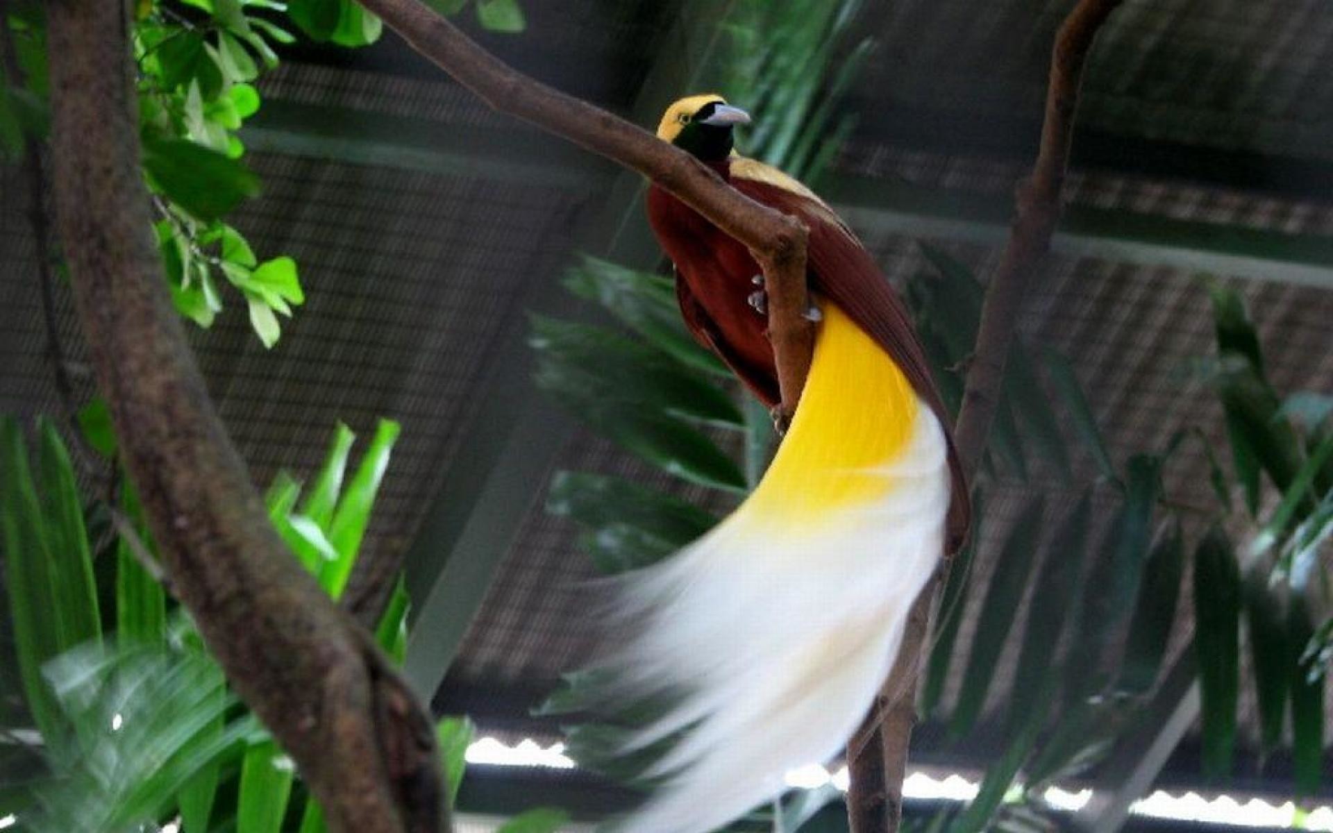 Wallpaper Birds Paradise 
 Data-src /w/full/0/c/e/214427 - Bali Bird Park Bird Of Paradise - HD Wallpaper 
