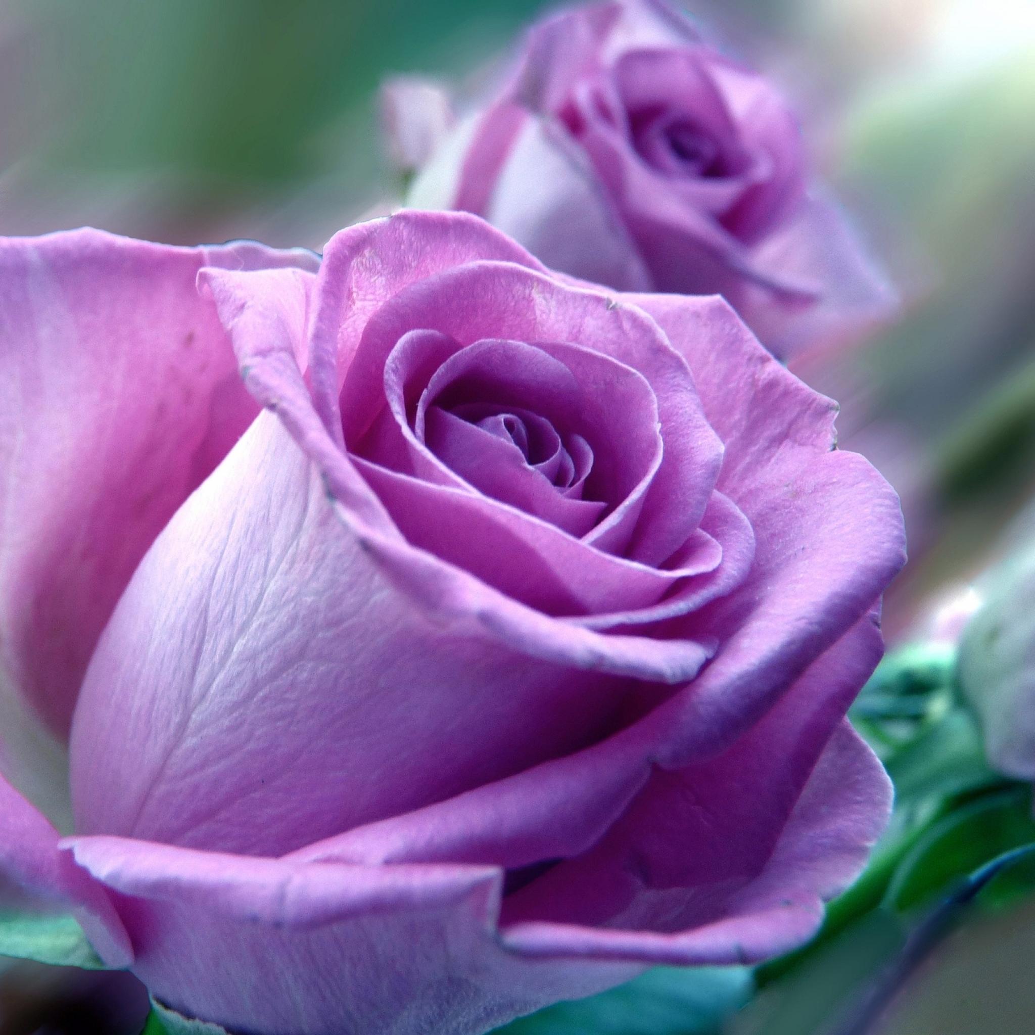 Widescreen X Flower Rose Nature New Ipad Air On Wallpaper - Pink N Purple Roses - HD Wallpaper 