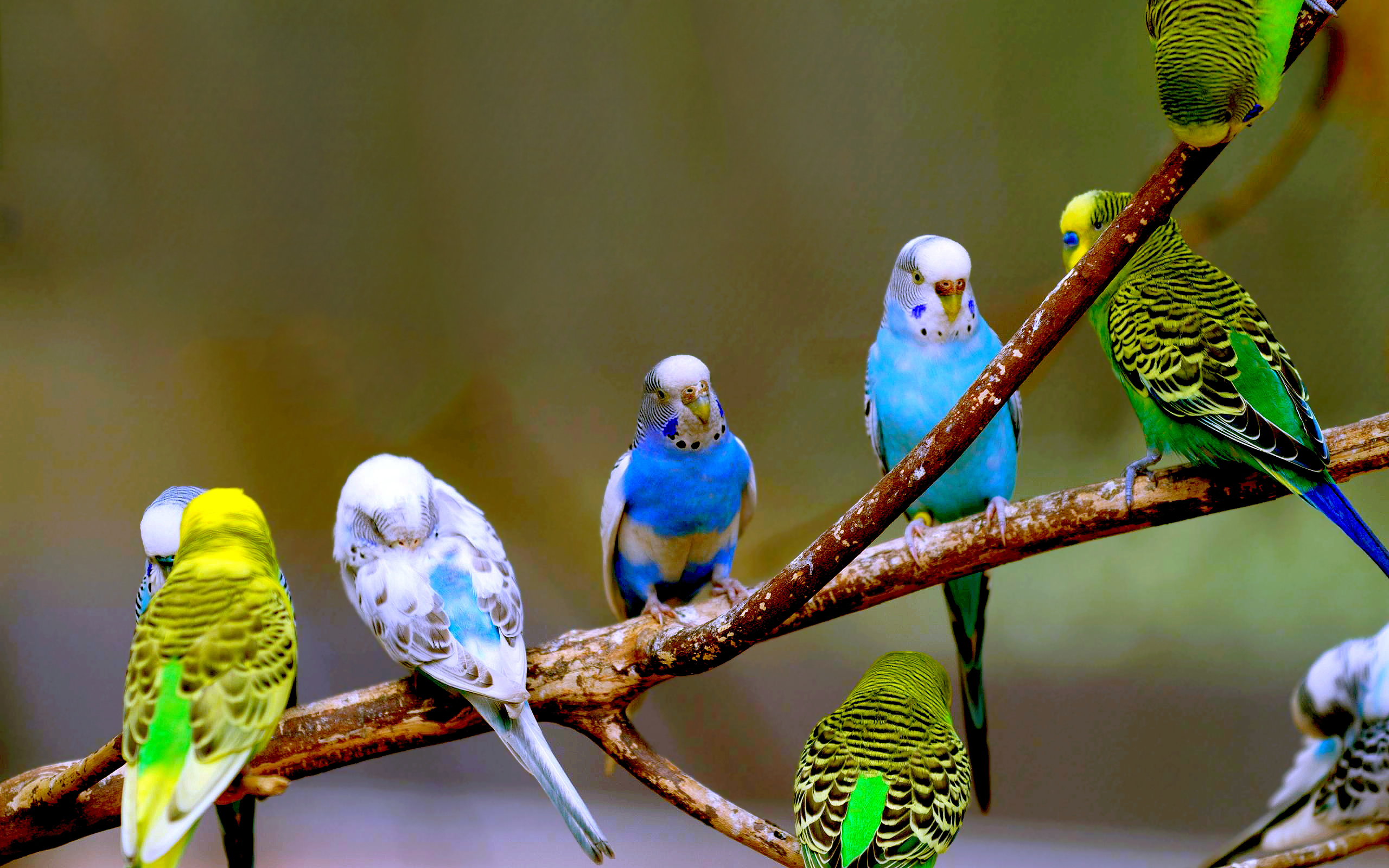 Budgies - นก หง ษ์ หยก - HD Wallpaper 