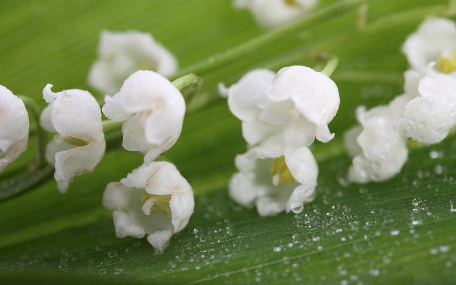 Lily Of The Valley - HD Wallpaper 