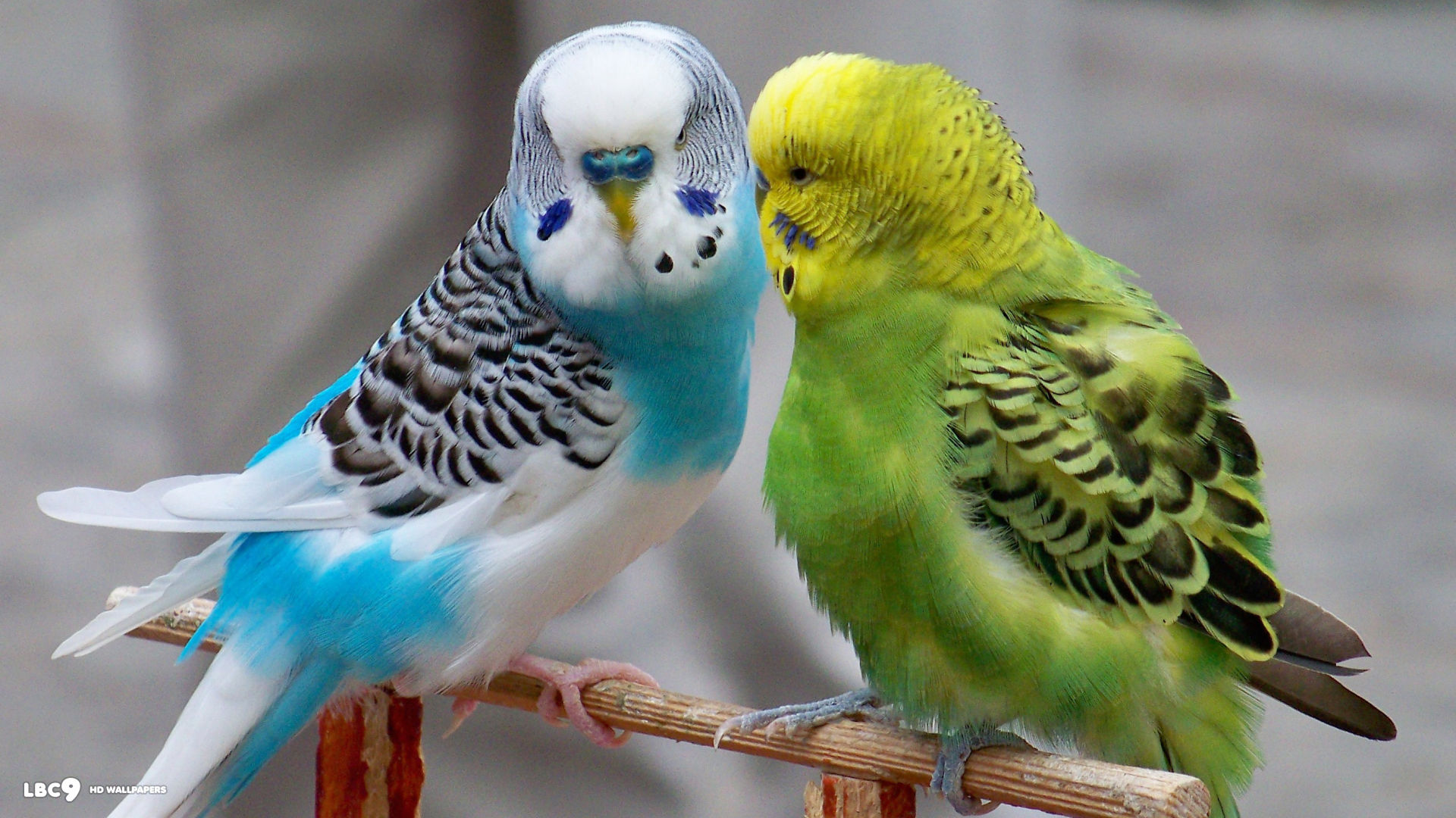 Budgies - Imagenes De Pericos Australianos - HD Wallpaper 