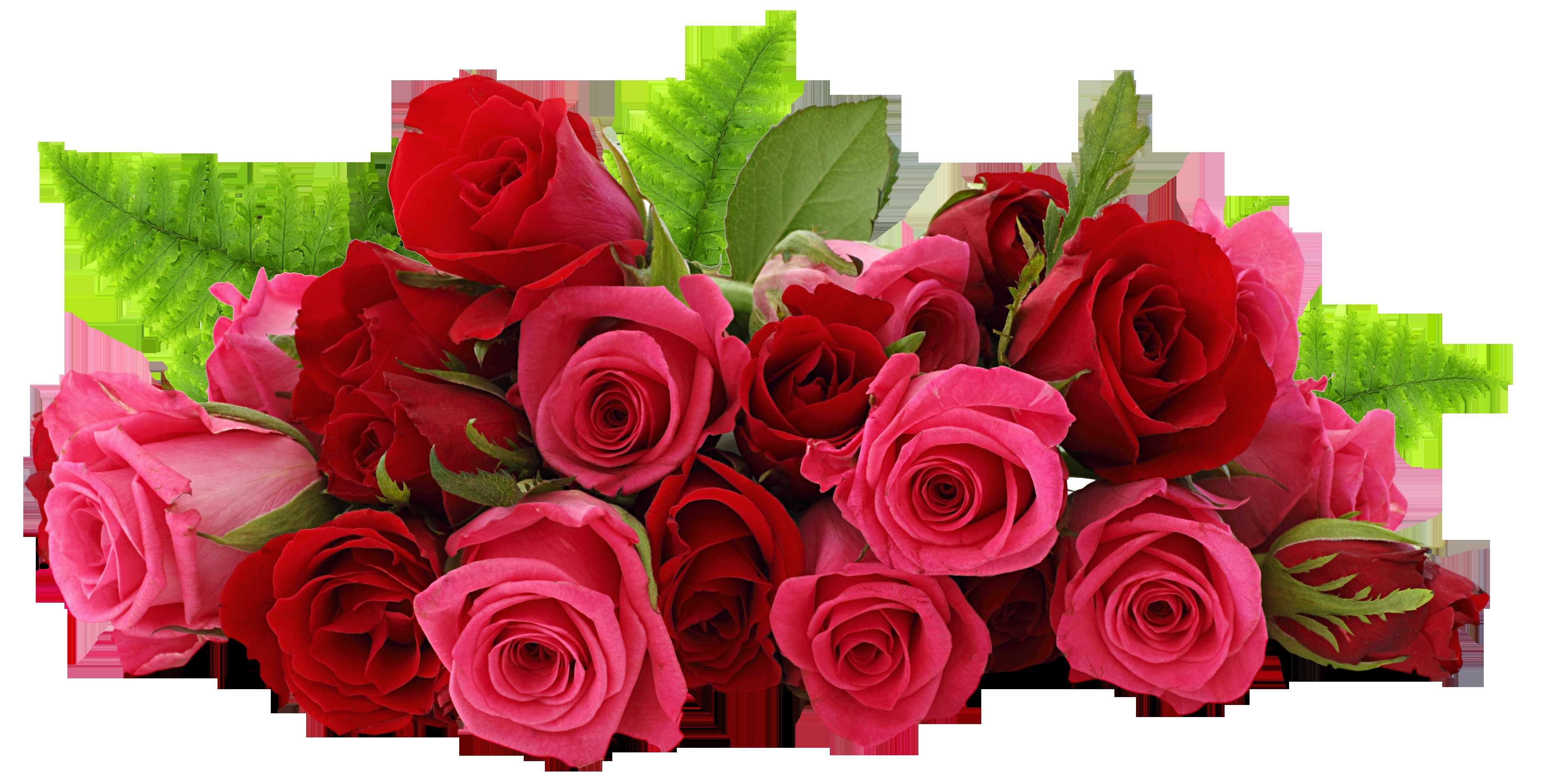 Good Evening Rose Flower - HD Wallpaper 