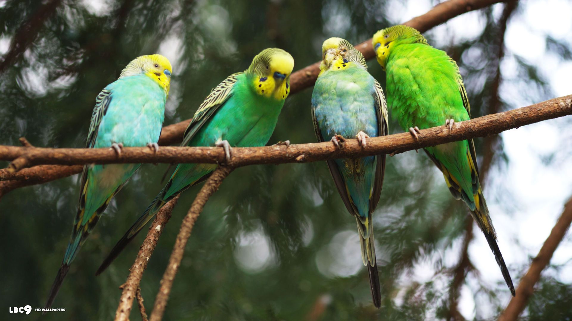 Nature Birds In Trees - HD Wallpaper 