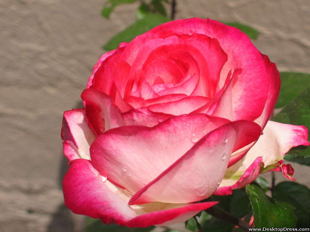 Pink And Cream Rose - HD Wallpaper 