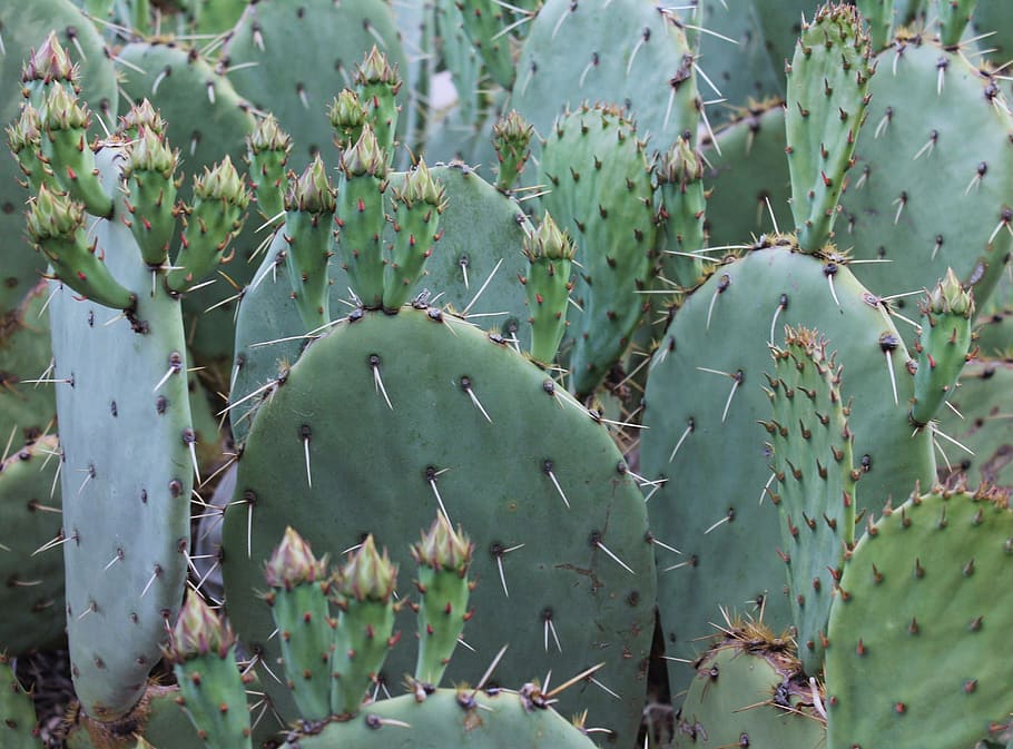Cactus, Cacti, Southwest, Southwestern, New Mexico, - HD Wallpaper 