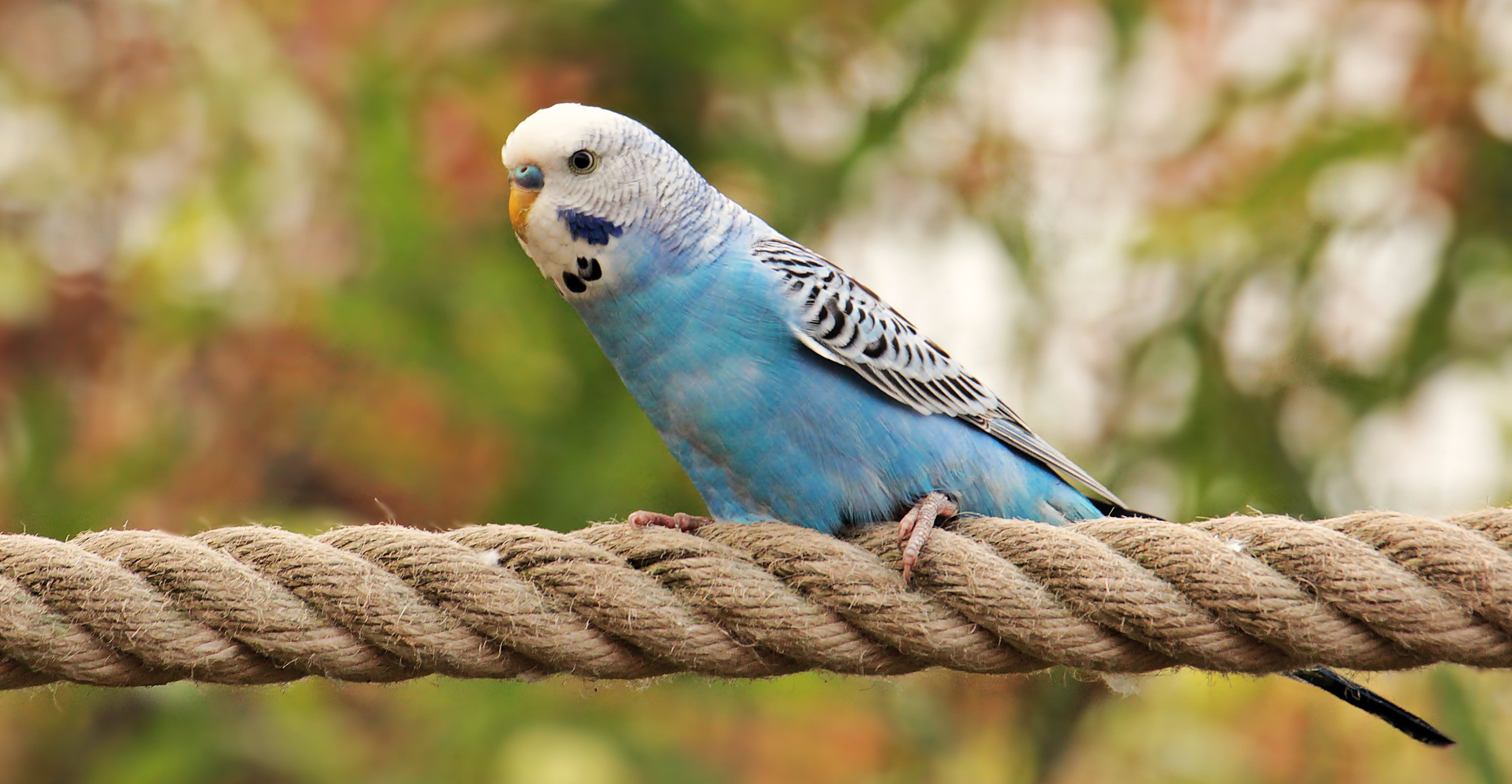 Blue And Black And White Bird - HD Wallpaper 
