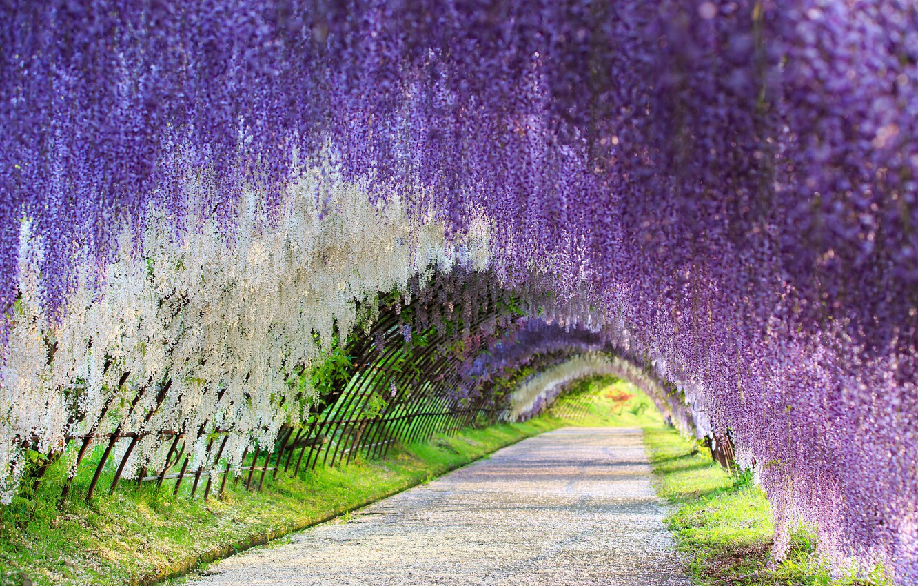 Photo Wallpaper Japan, Wisteria, Wisteria, Flower Tunnel, - Wisteria Flower Tunnel - HD Wallpaper 