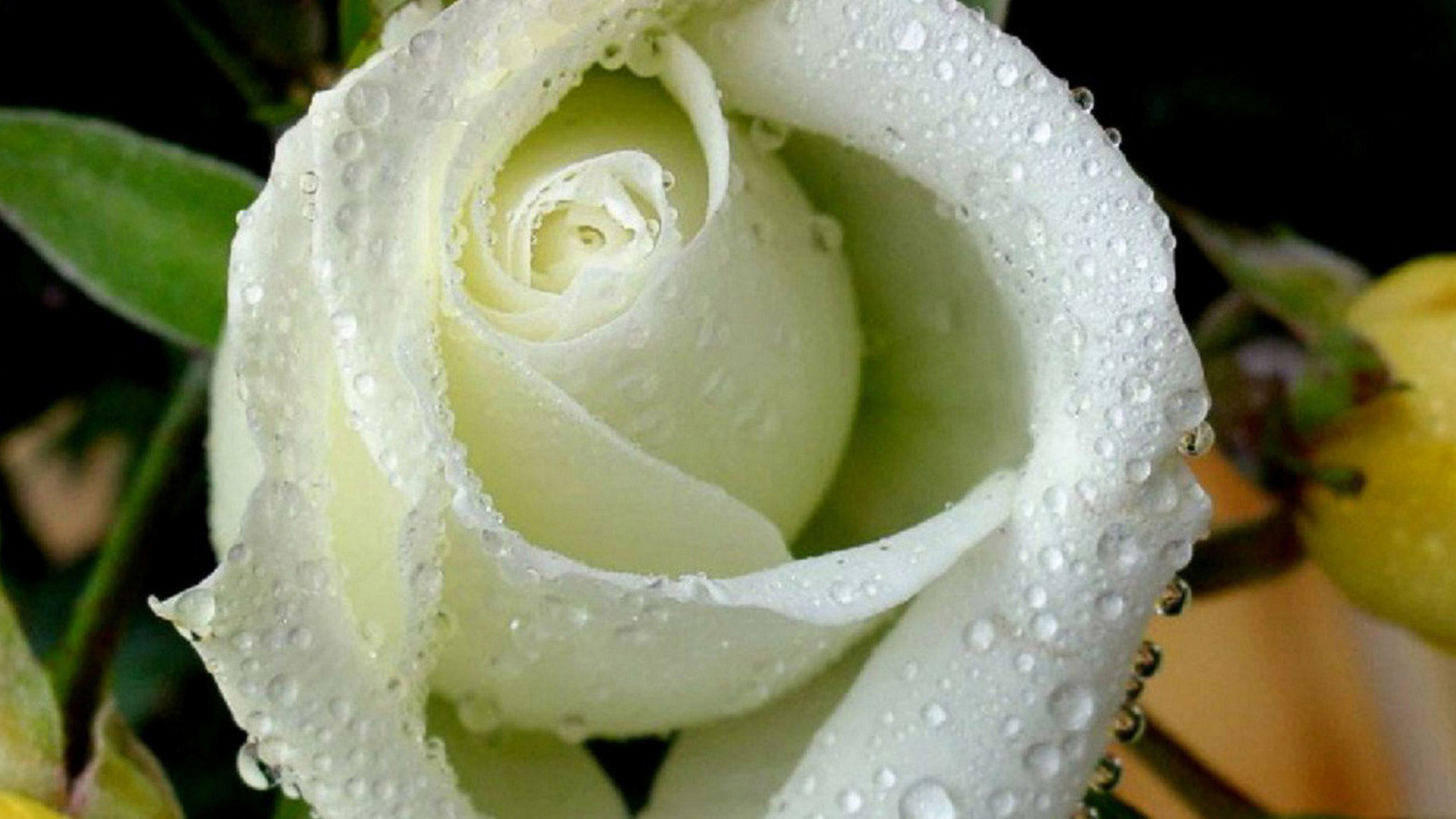 White With Green Rose - HD Wallpaper 