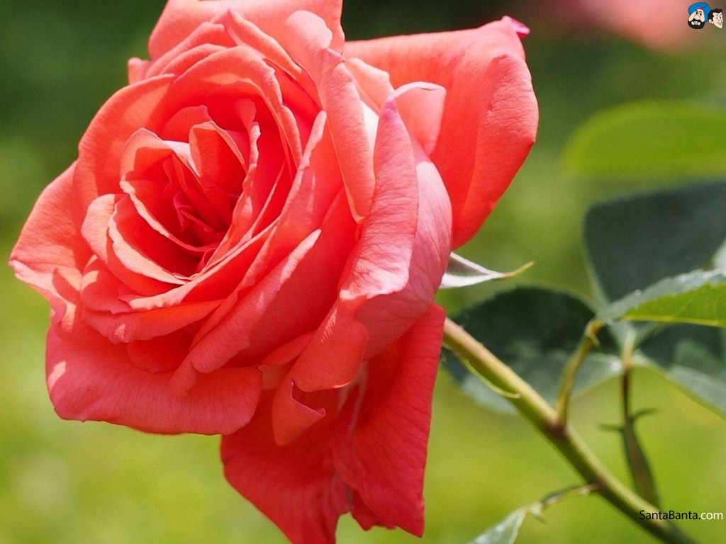 Roses - Rose - HD Wallpaper 