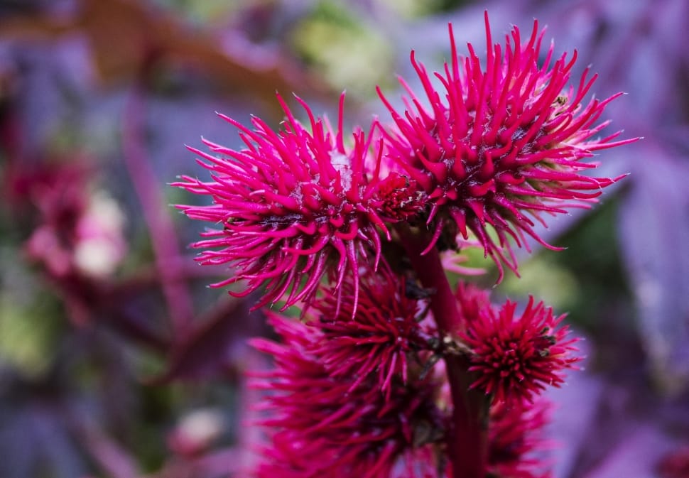 Pink Spike Flowers Preview - Pink Spike Flower - HD Wallpaper 