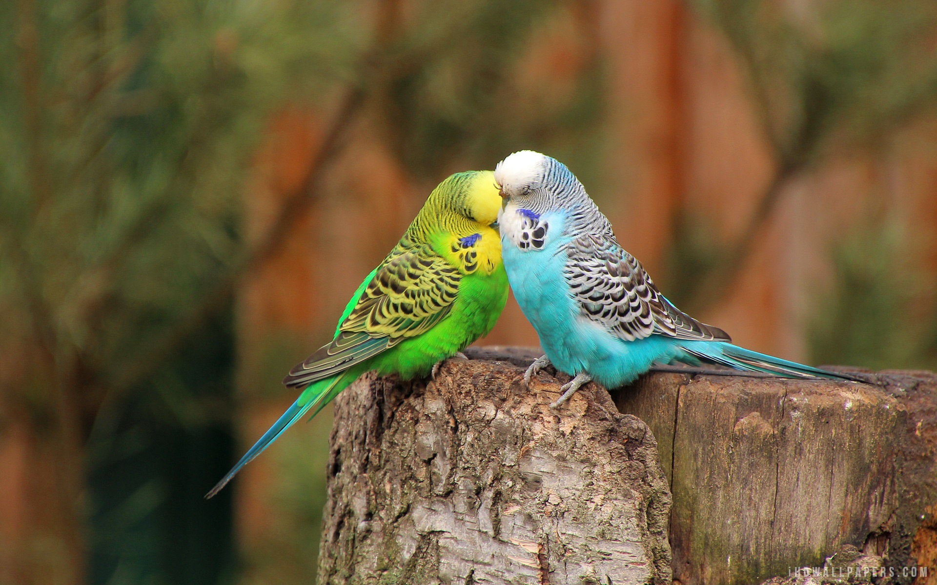 Budgie Wallpaper Hd - HD Wallpaper 
