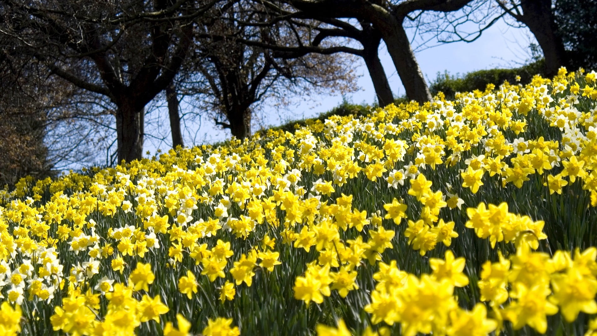 Daffodils Flower Hd - HD Wallpaper 