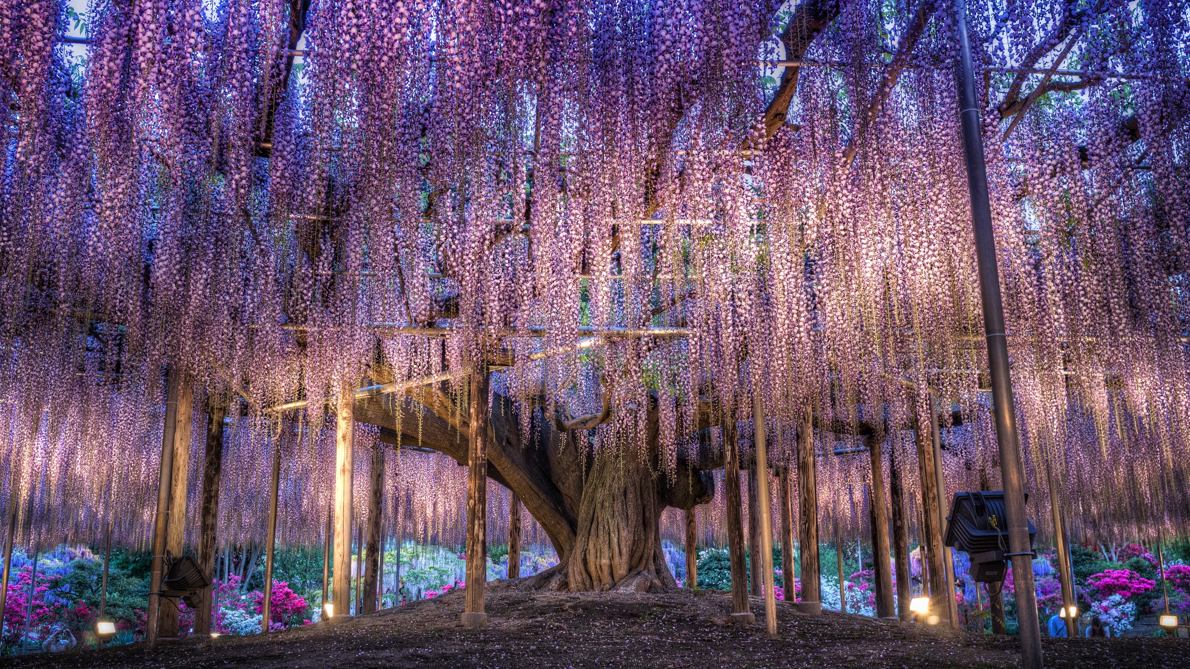 Wallpaper Japan, Beautiful Wisteria, Purple Flowers - Japan Beautiful Park - HD Wallpaper 