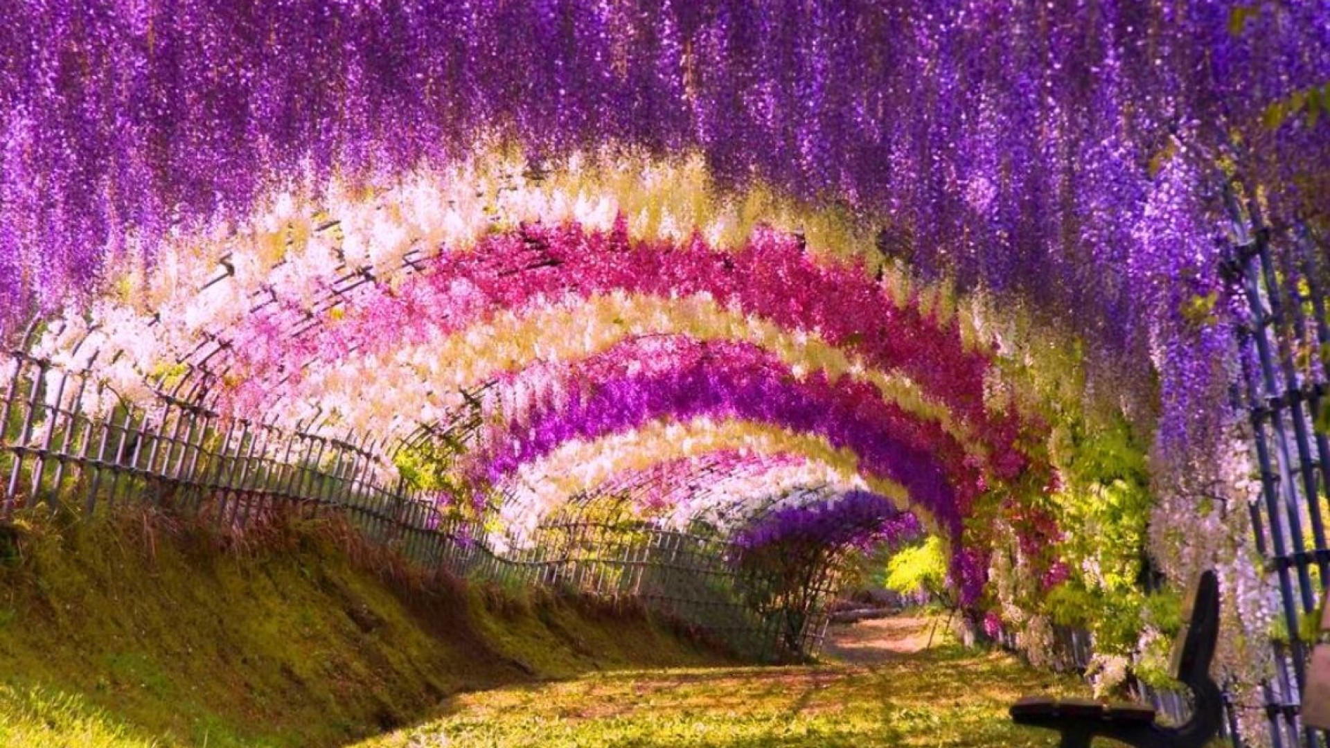 1920x1080, Wisteria Flower Tunnel Wallpaper 
 Data - Most Beautiful Nature Place In The World - HD Wallpaper 