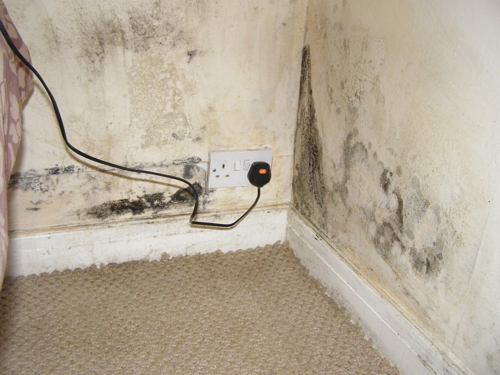 Mouldy Wall - 1024x768 Wallpaper - teahub.io