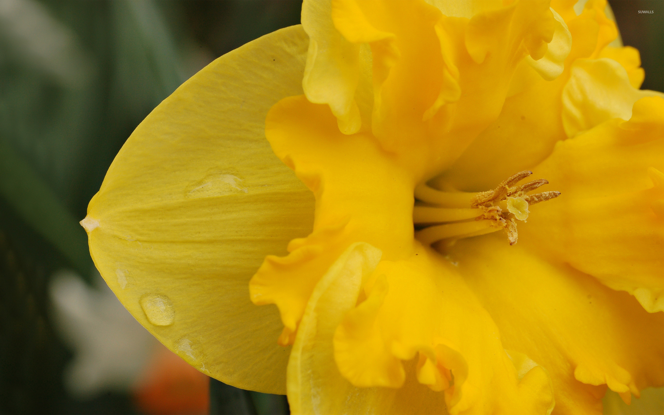 Close Up Of The Daffodil Flower - HD Wallpaper 