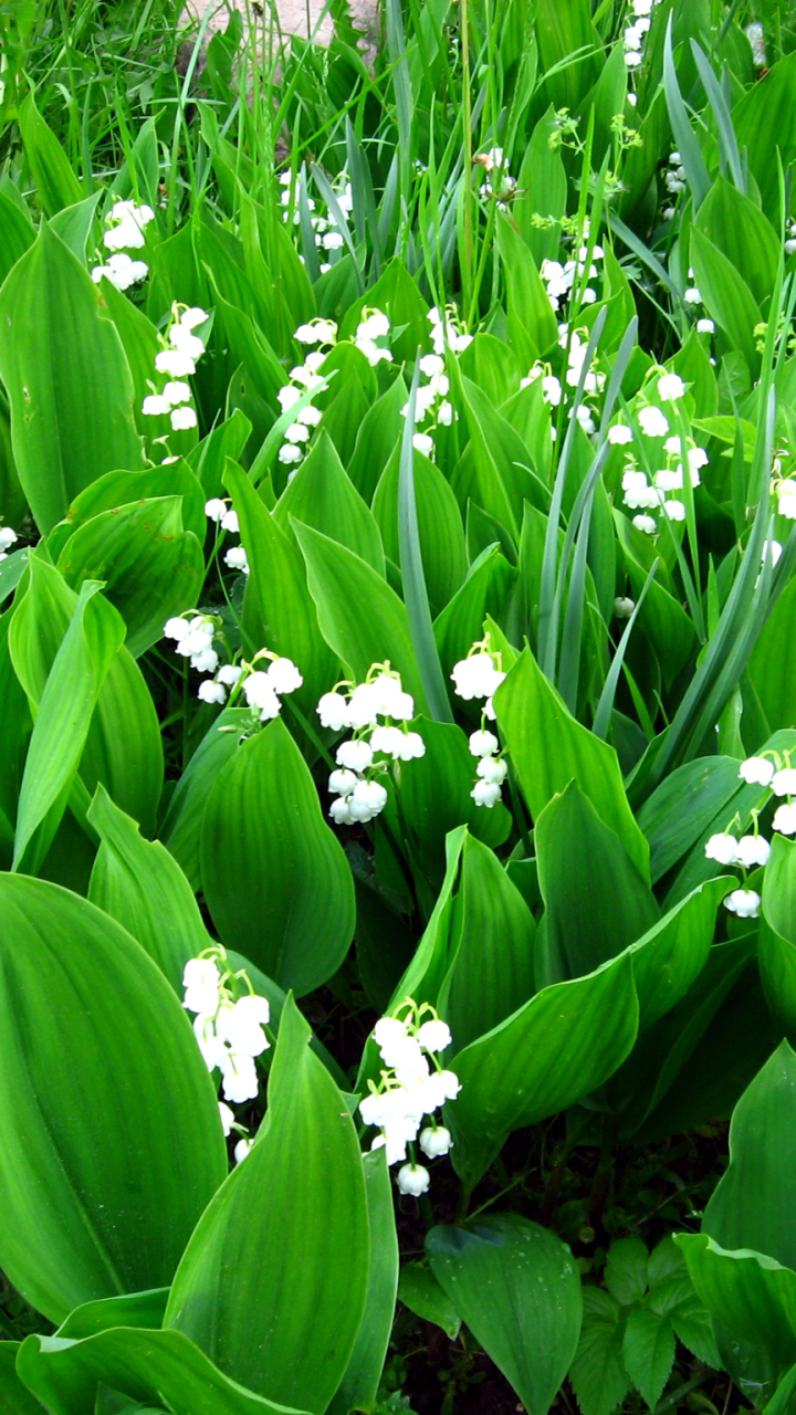 Mobile Wallpaper Green Flowers - HD Wallpaper 