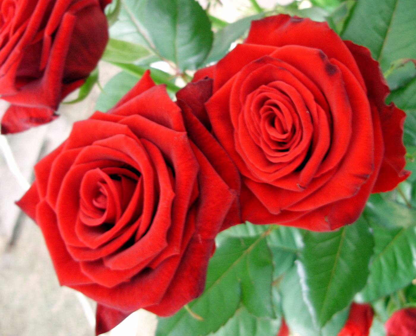 Rose Wallpaper - Best Roses - HD Wallpaper 
