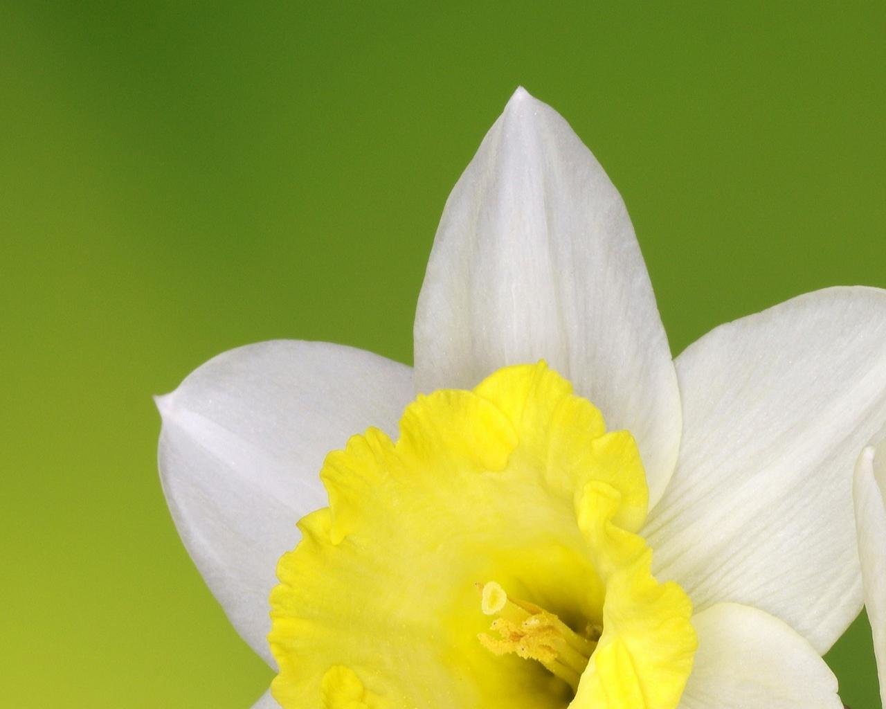 Awesome Daffodil Free Wallpaper Id - Narcissus - HD Wallpaper 
