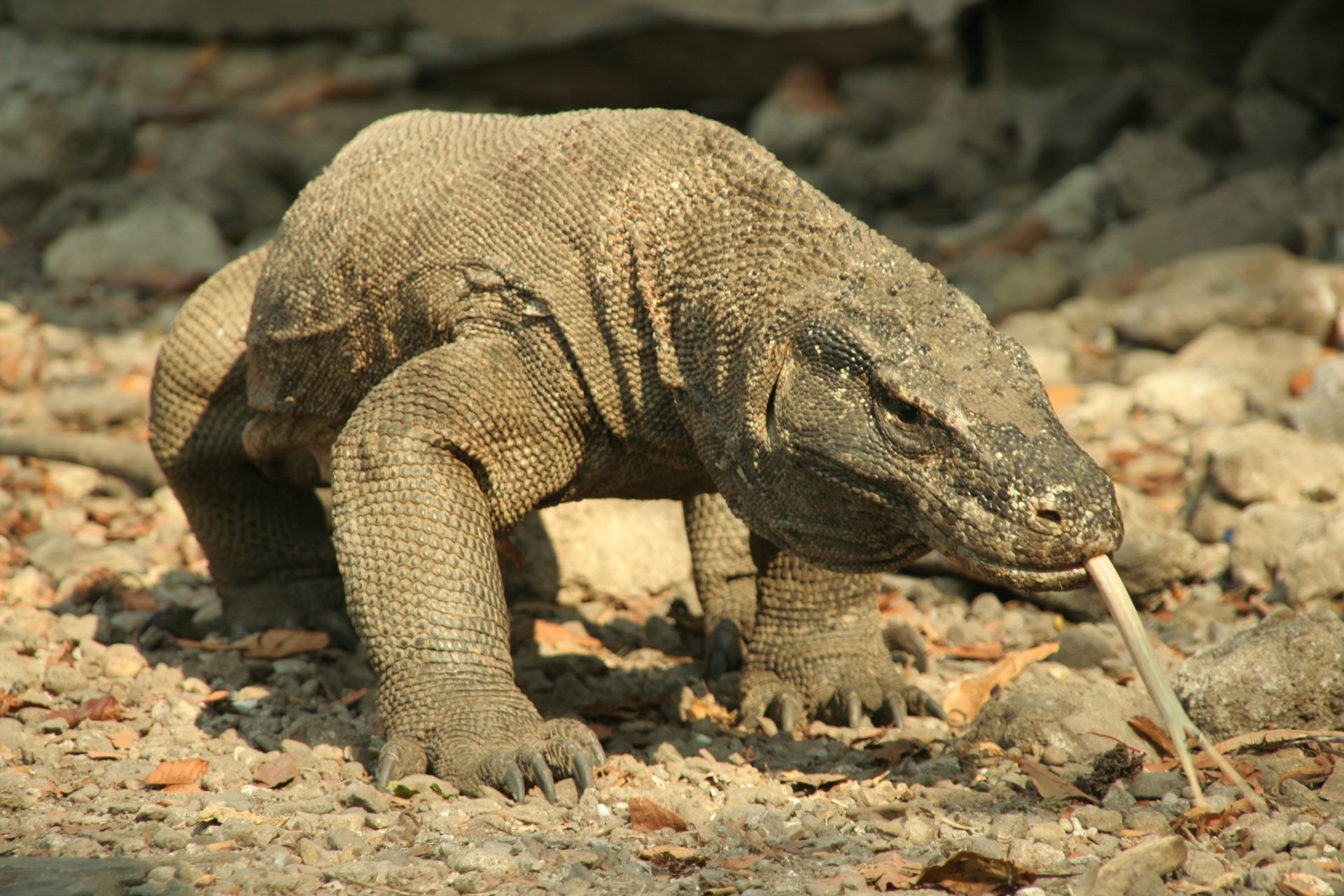 Komodo Dragon - HD Wallpaper 