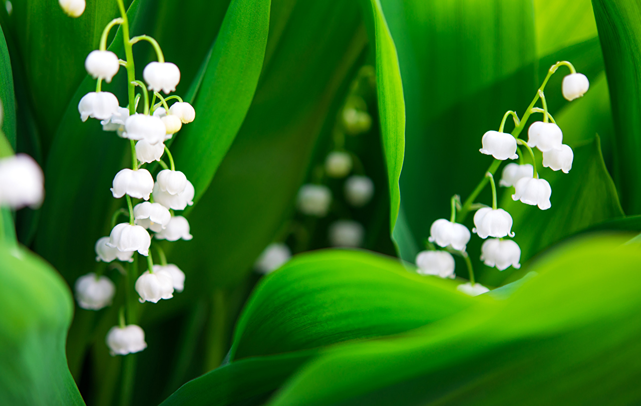 Lily Of The Valley Desktop - HD Wallpaper 
