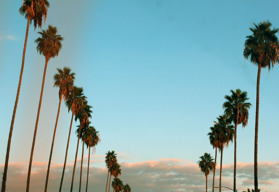 California Tumblr Photography Palm Trees Wallpaper
sunflower - California Palm Trees Background - HD Wallpaper 