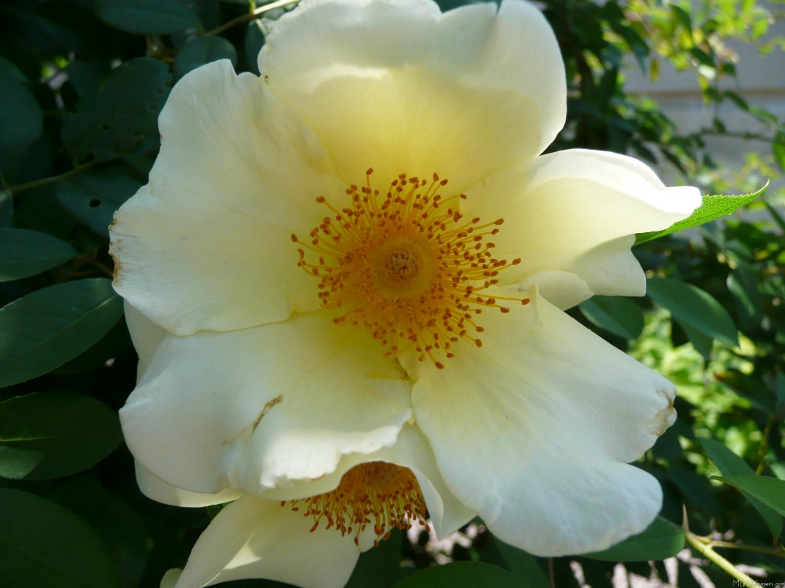 Cream-colored Rose - Evergreen Rose - HD Wallpaper 