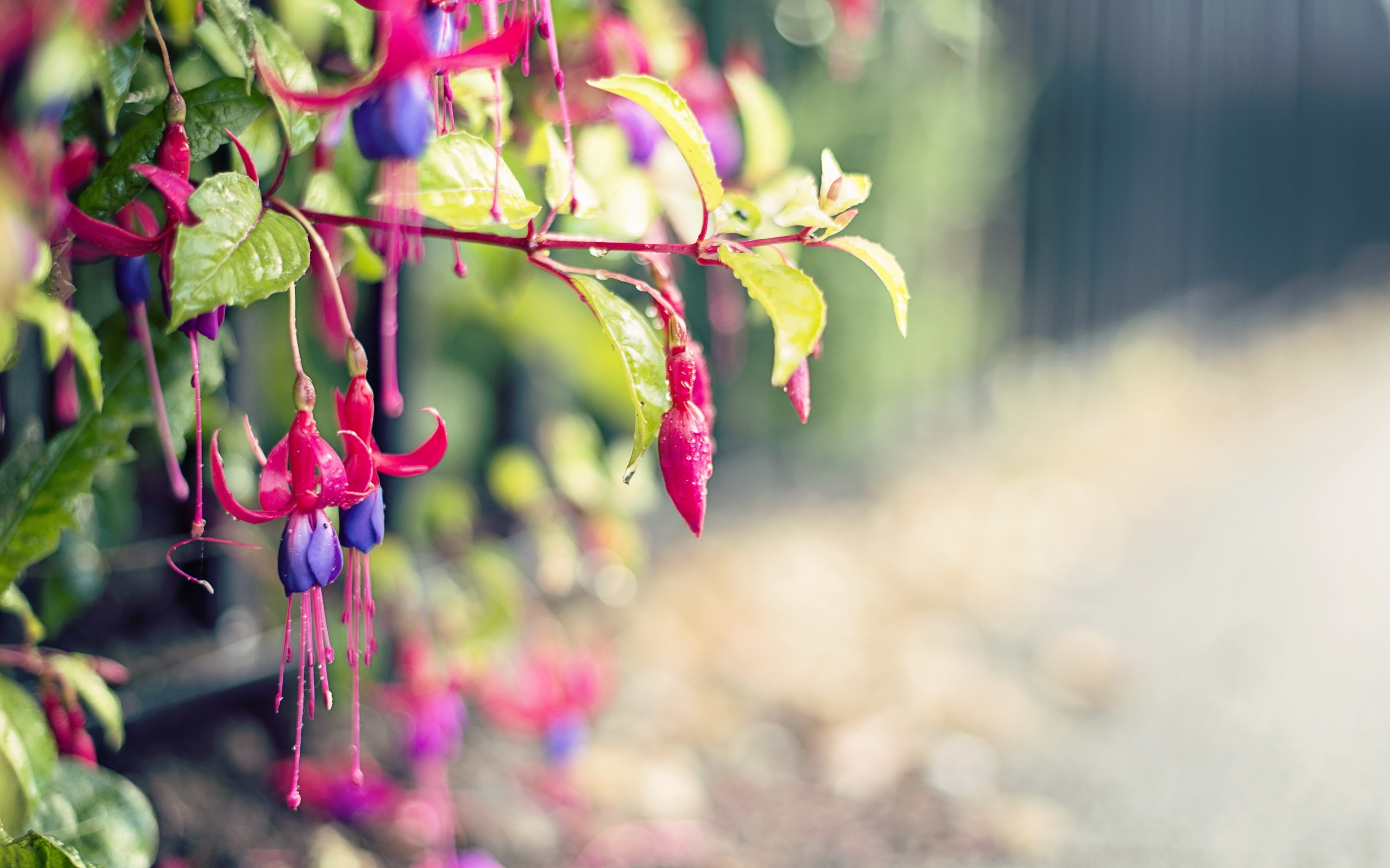 Fuchsia Hd - HD Wallpaper 