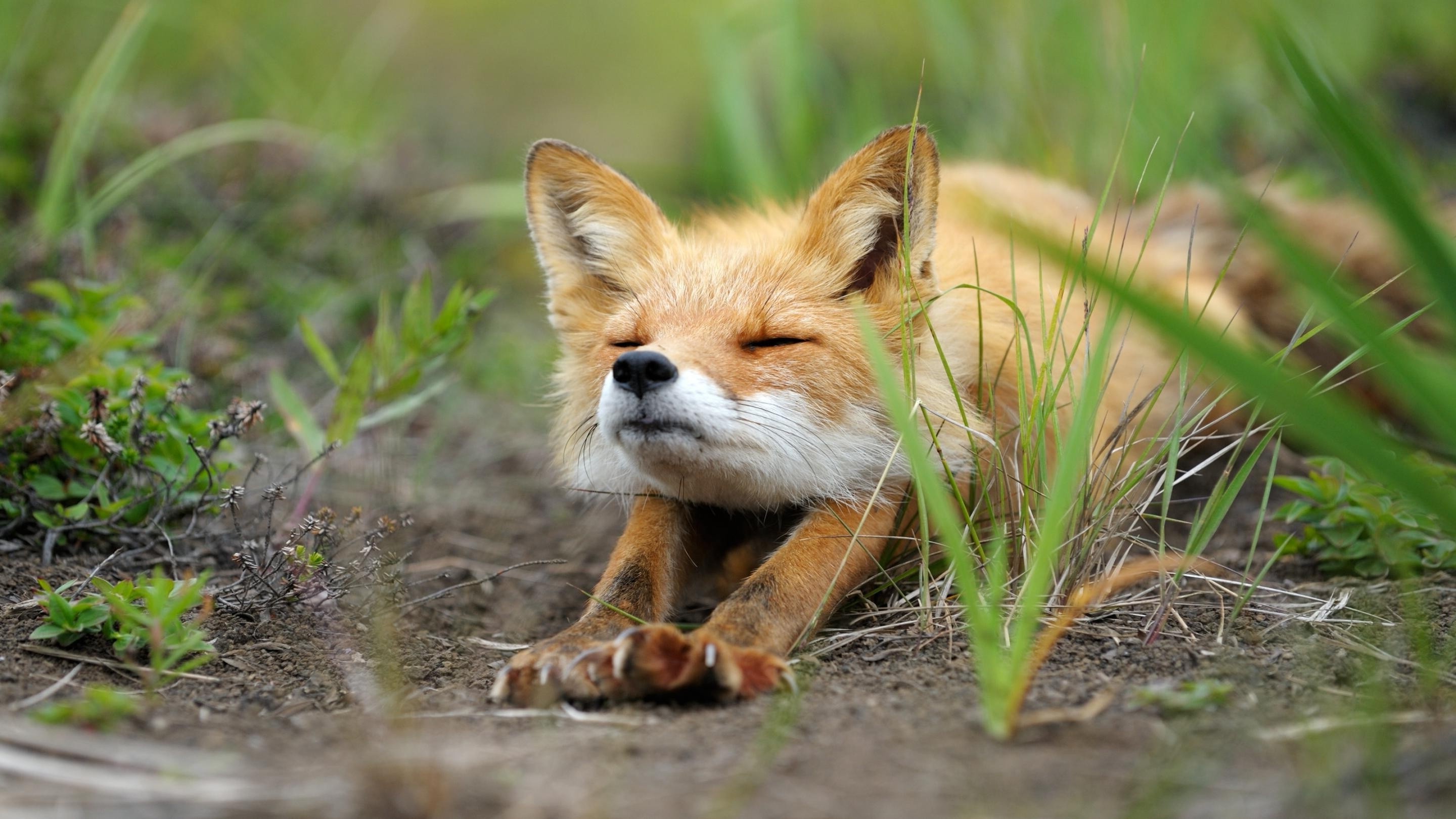 Fox Desktop Background - HD Wallpaper 