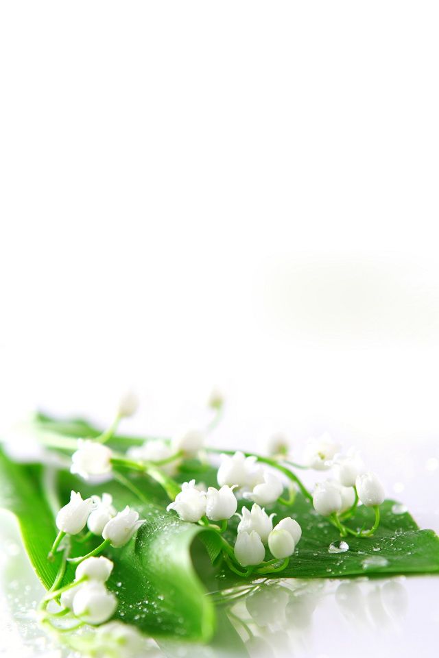 Lily Of The Valley Background - HD Wallpaper 