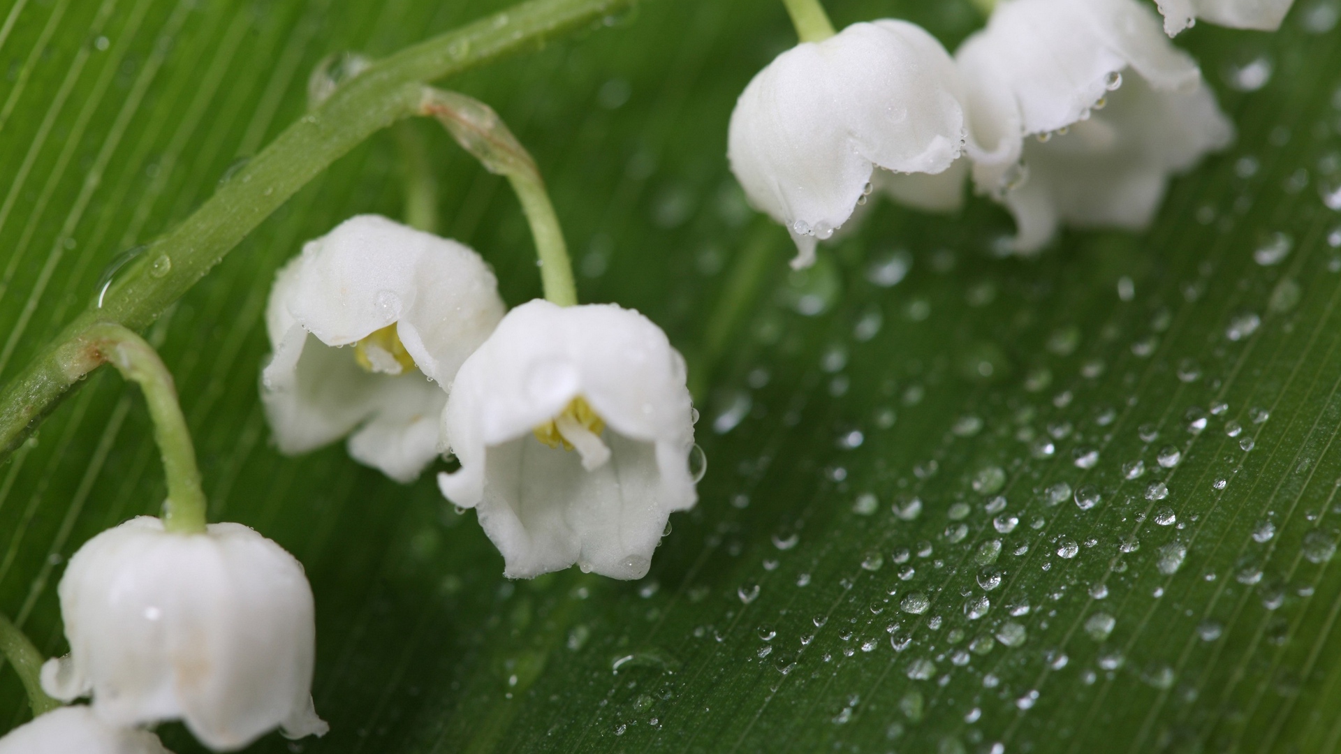 Close Up Of Lily Of The Valley And Dew Drops - Dew On Lily Of The Valley - HD Wallpaper 