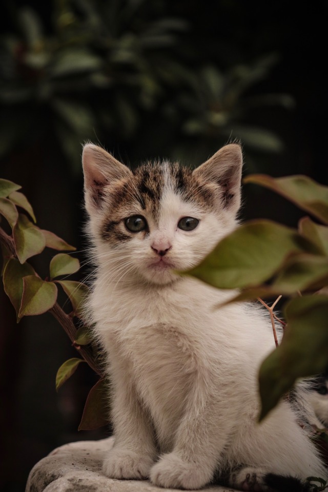 Image - Domestic Short-haired Cat - HD Wallpaper 