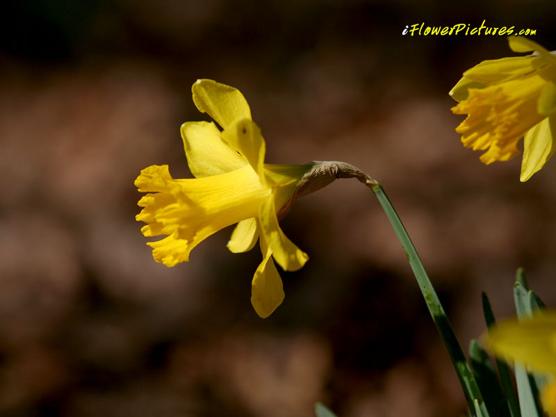 Yellow Daffodil Flower Wallpaper Pictures - Narcissus - HD Wallpaper 