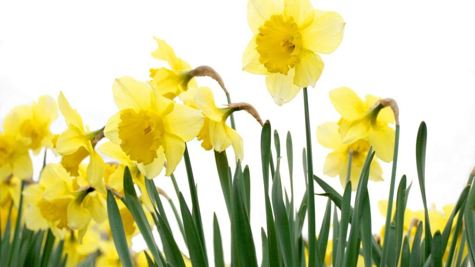 Spring Daffodil 
 Data-src /w/full/e/b/5/11339 - Daffodil Backgrounds - HD Wallpaper 