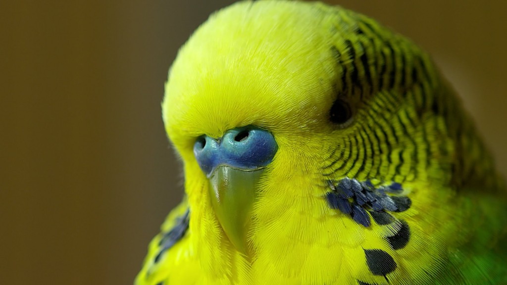 Disco Budgie - HD Wallpaper 