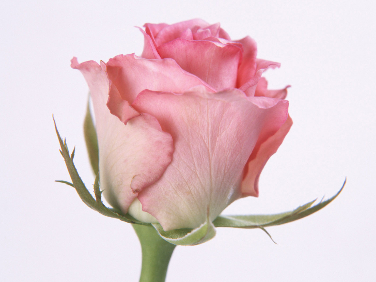 Light Pink Love Rose Flower - HD Wallpaper 