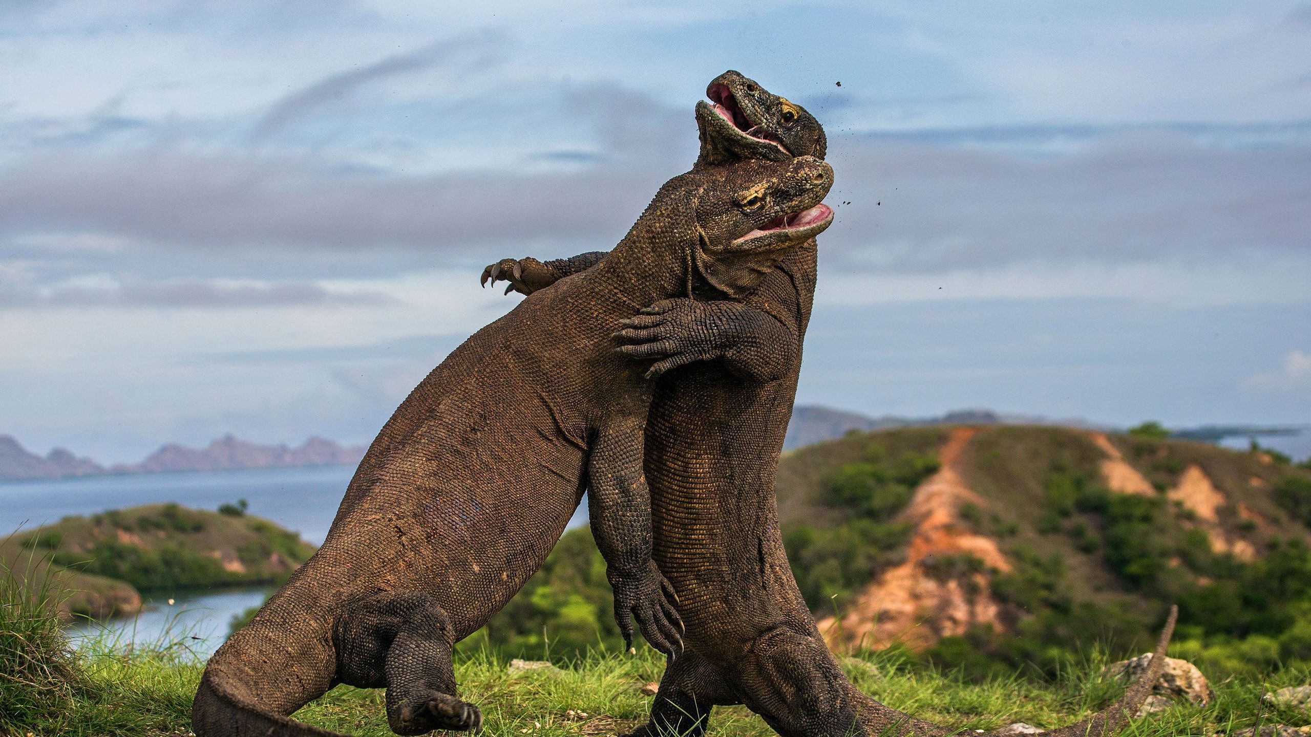 Komodo Dragons Fighting Planet Earth 2 - HD Wallpaper 