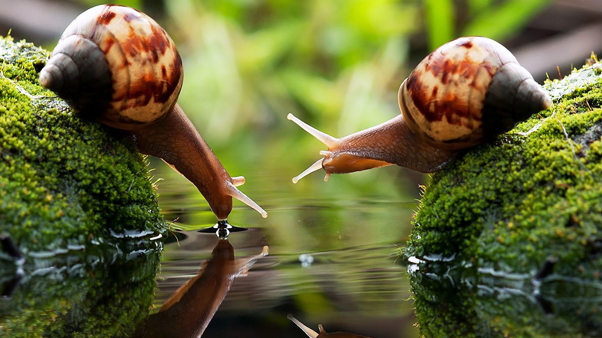 Snail Desktop - HD Wallpaper 