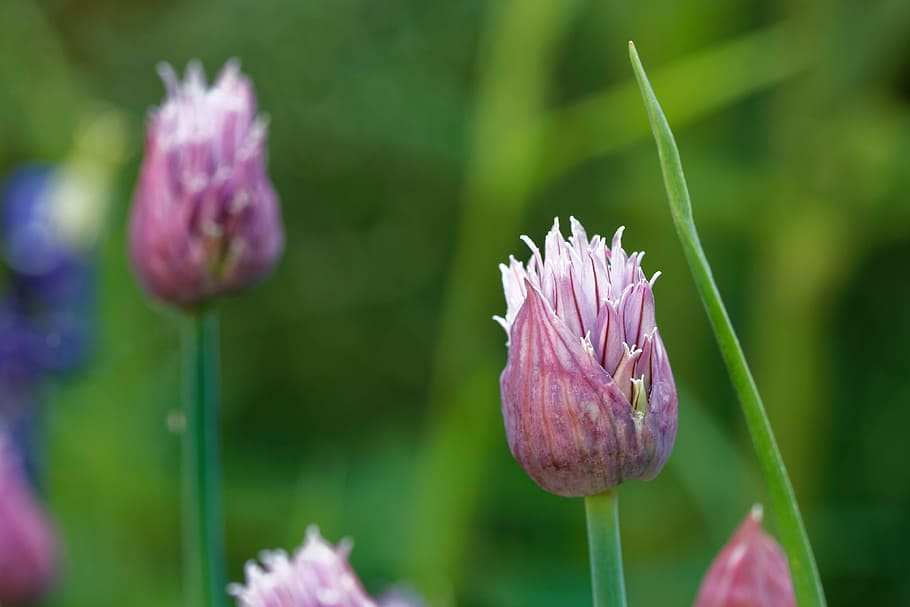 Chives, Allium Schoenoprasum, The Grass Leeks, Bins - Tulip - HD Wallpaper 