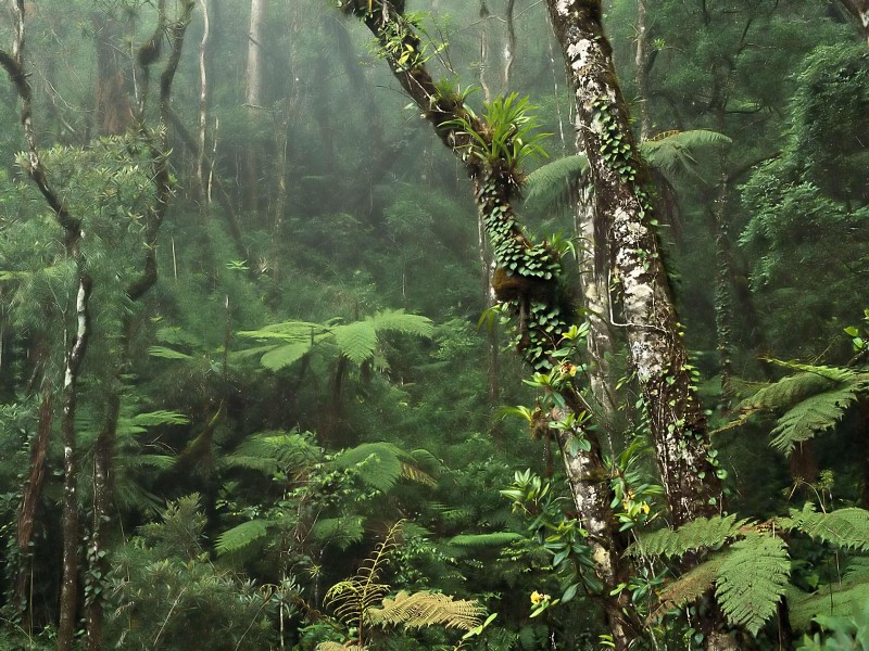 Damp Misty Rainforest Wallpaper - Indo Malaysia Tropical Rainforest - HD Wallpaper 