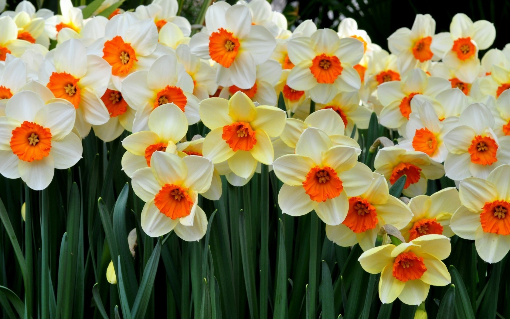 Daffodil Day - Daffodils Flower - HD Wallpaper 