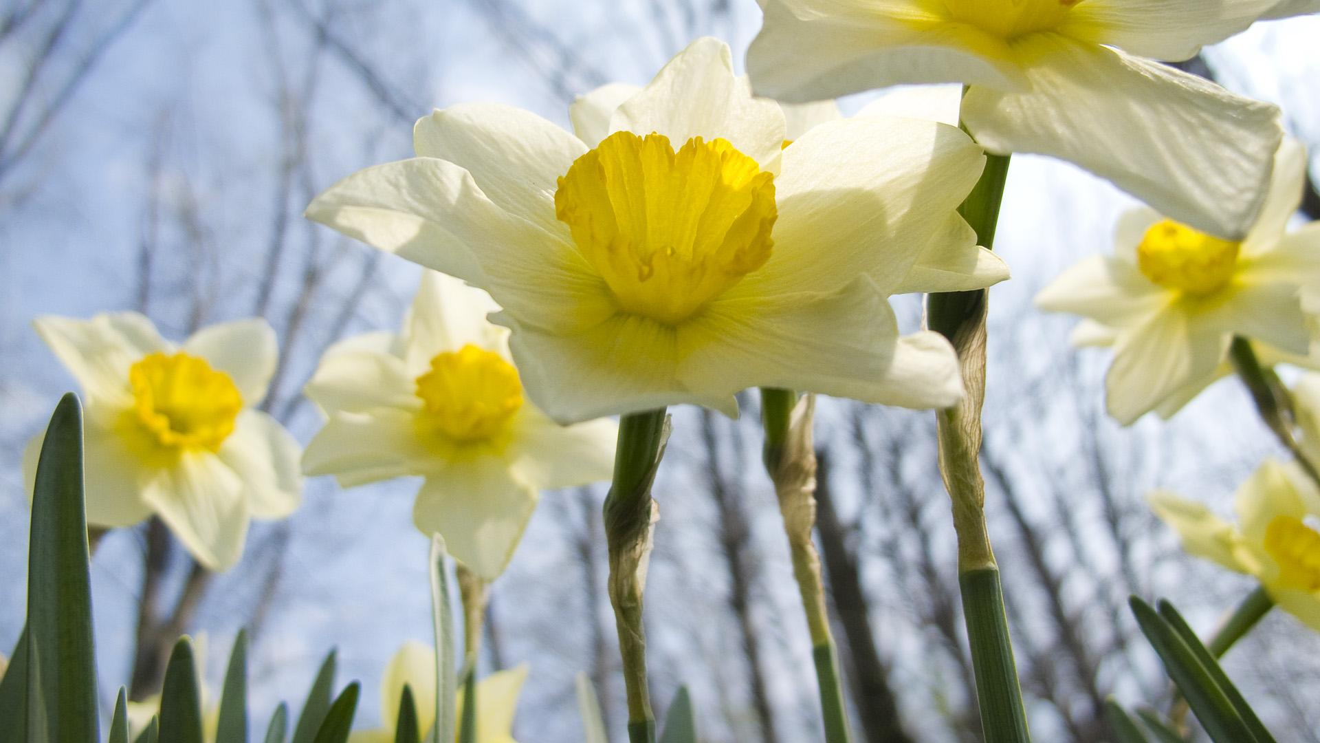Daffodil Wallpapers Hd Quality - Wallpaper - HD Wallpaper 