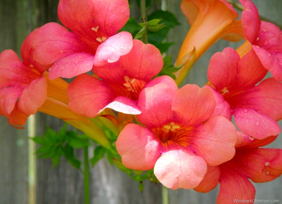 Margos Garden Dynamic Rss Windows 7 Theme - Desert Rose - HD Wallpaper 