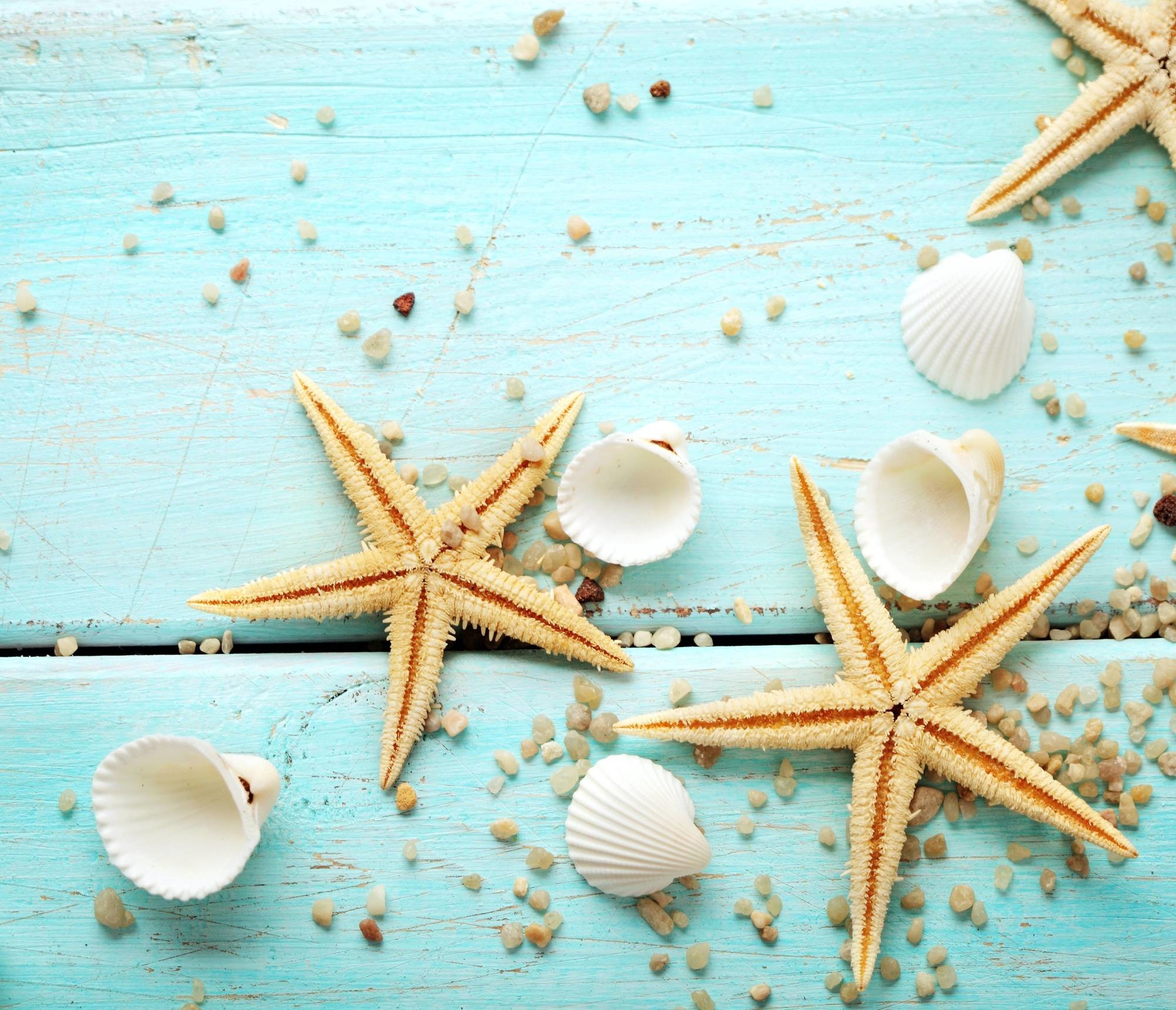 Stunning Hd Starfish Photo 
 Data Src Top Starfish - Seashell Wallpaper Hd - HD Wallpaper 