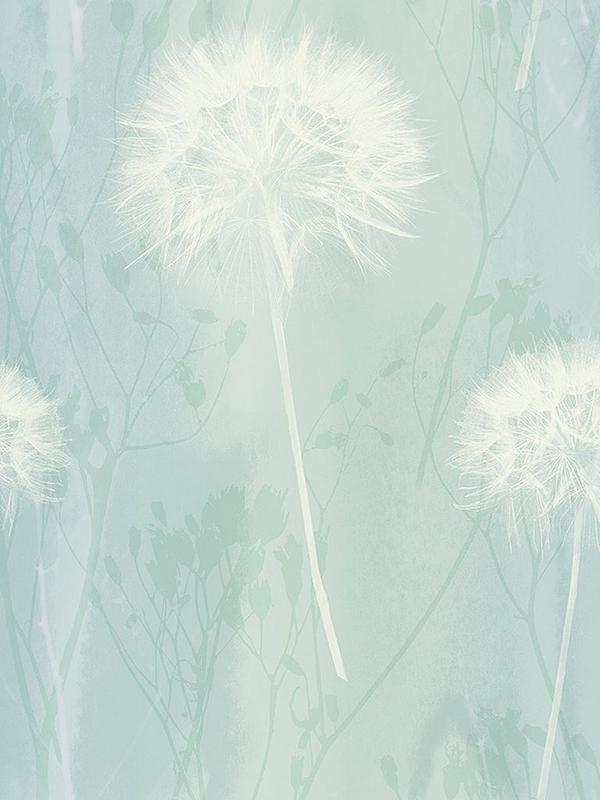 Dandelion - HD Wallpaper 