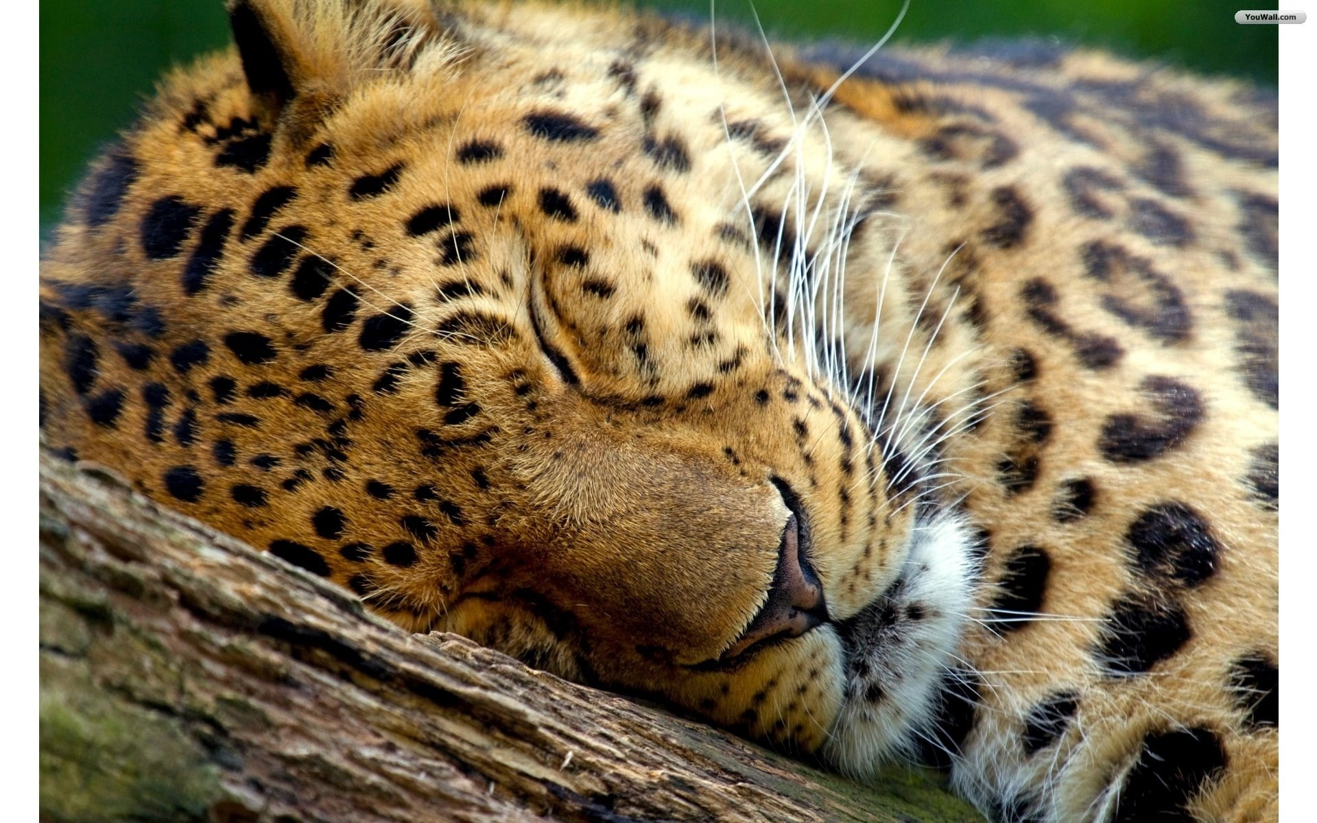 Animal Themed Wallpaper - HD Wallpaper 