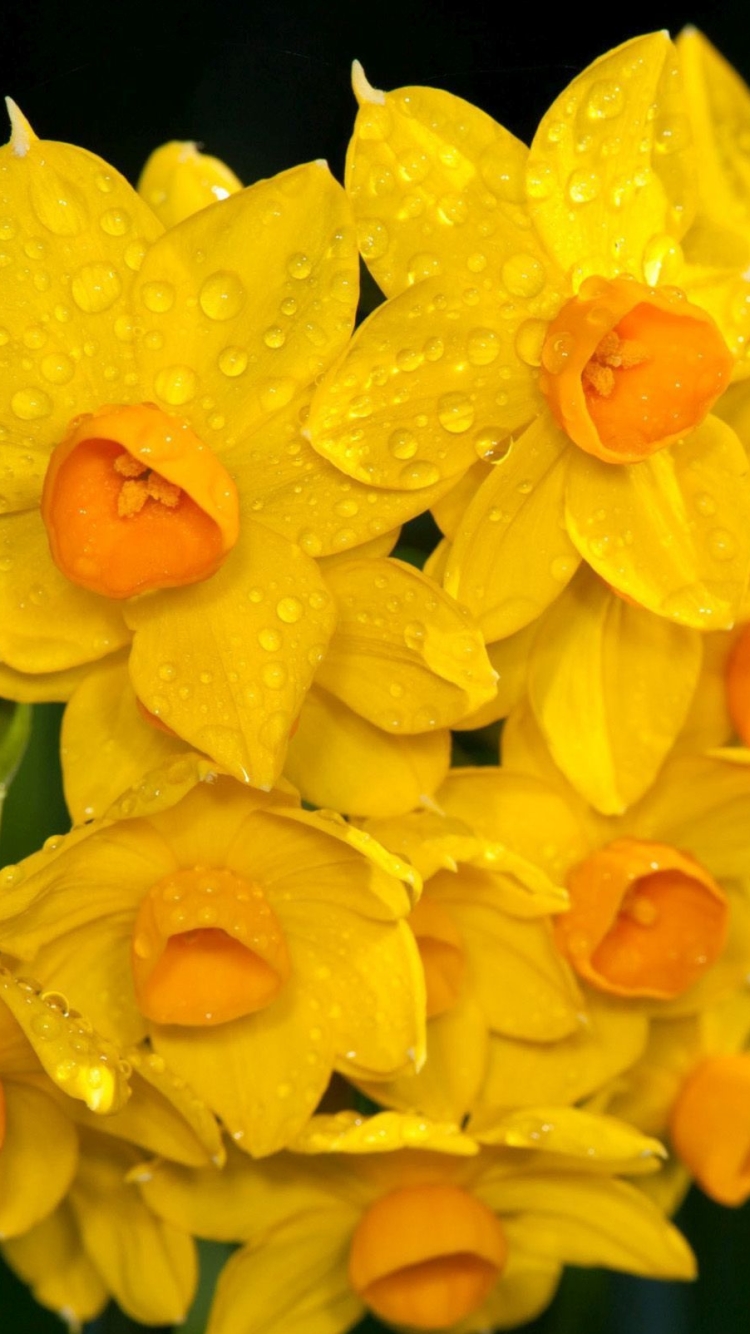 Narcissus - HD Wallpaper 