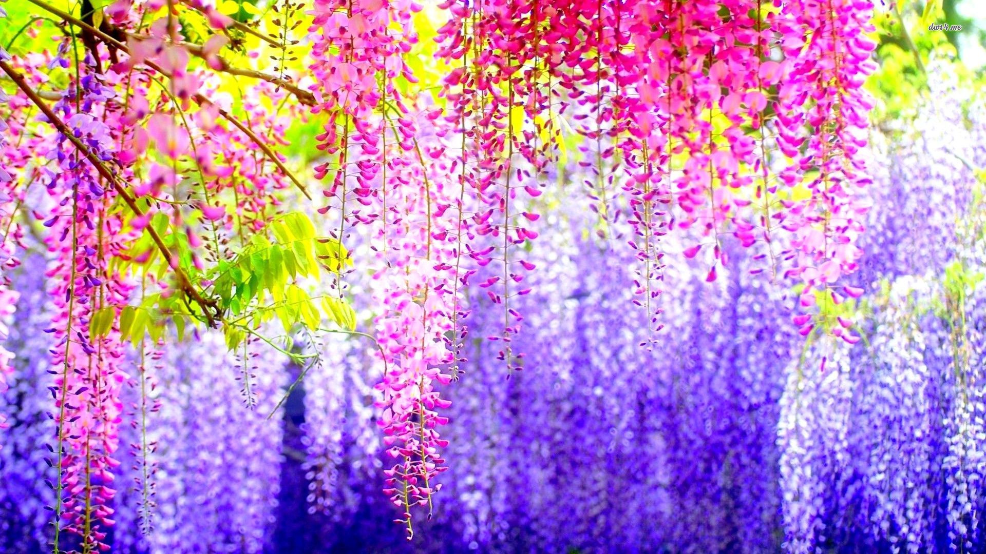 Wisteria Desktop Backgrounds - HD Wallpaper 