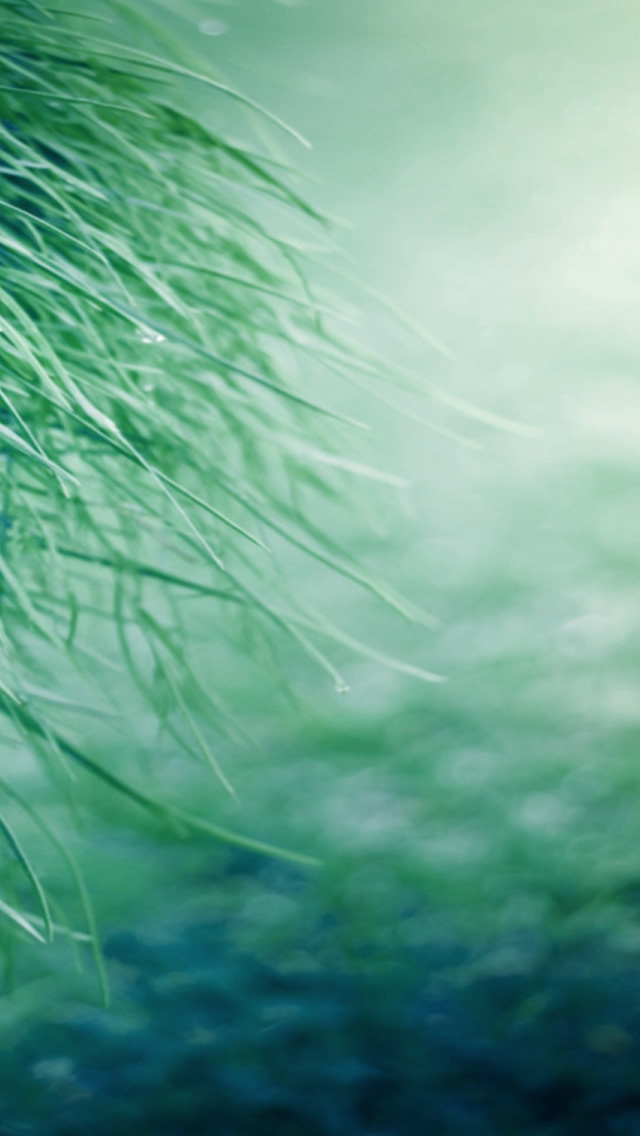 Pure Grass Iphone Wallpaper - Iphone Grass Wallpaper Hd - 640x1136 Wallpaper Pure Grass Iphone Wallpaper - Iphone Grass Wallpaper Hd - 640x1136 Wallpaper